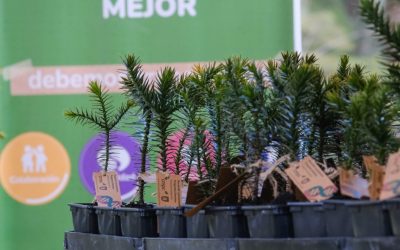 Investigadores UdeC lograron secuenciar el genoma de la Araucaria araucana